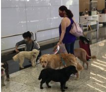 İstanbul Havalimanı'nda evcil hayvan odası ücretsiz hizmet veriyor